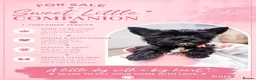 Yorkshire Terrier dogs for sale: LAST GIRL! Mini Black Yorkshire Terrier 🐶  - Advert 6
