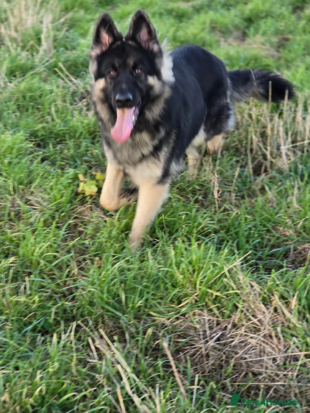 German Shepherd dogs for stud: Chunky GSD male for stud  in Redcar - Advert 20