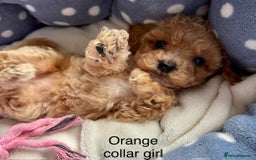 Cavachon dogs for sale: Super friendly, Litter trained Cavapoochon’s - Image 14