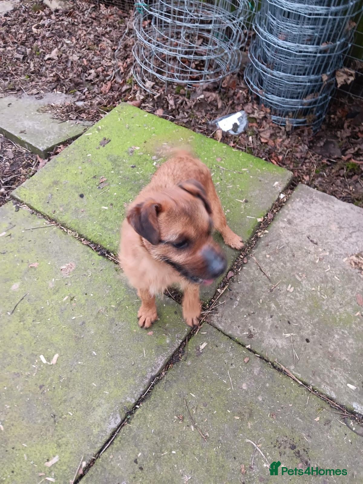 Lakeland Terrier dogs Red Terrier Lakeland  - Advert 1