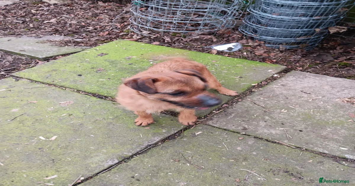 Lakeland Terrier Puppies for sale Pets4Homes