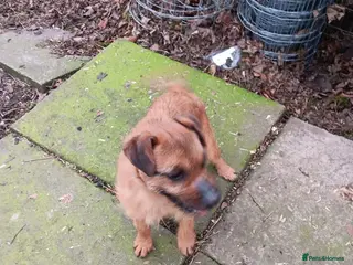 Lakeland Terrier dogs Red Terrier Lakeland - Advert 1