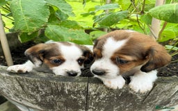 Mixed Breed dogs for sale: Jack Russel Pups in Machynlleth - Image 38