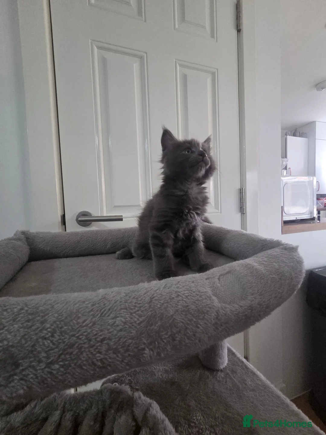 Maine Coon cats for sale: UNIQUE ACTIVE MAINCOON BABBIES😍 - Advert 22