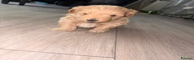 Mixed Breed Puppy 2
