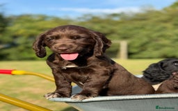 Sprocker dogs for sale: Sproker's - Image 6