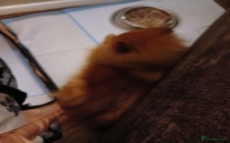 Pomeranian dogs for sale: Pomerian pups  - Image 4