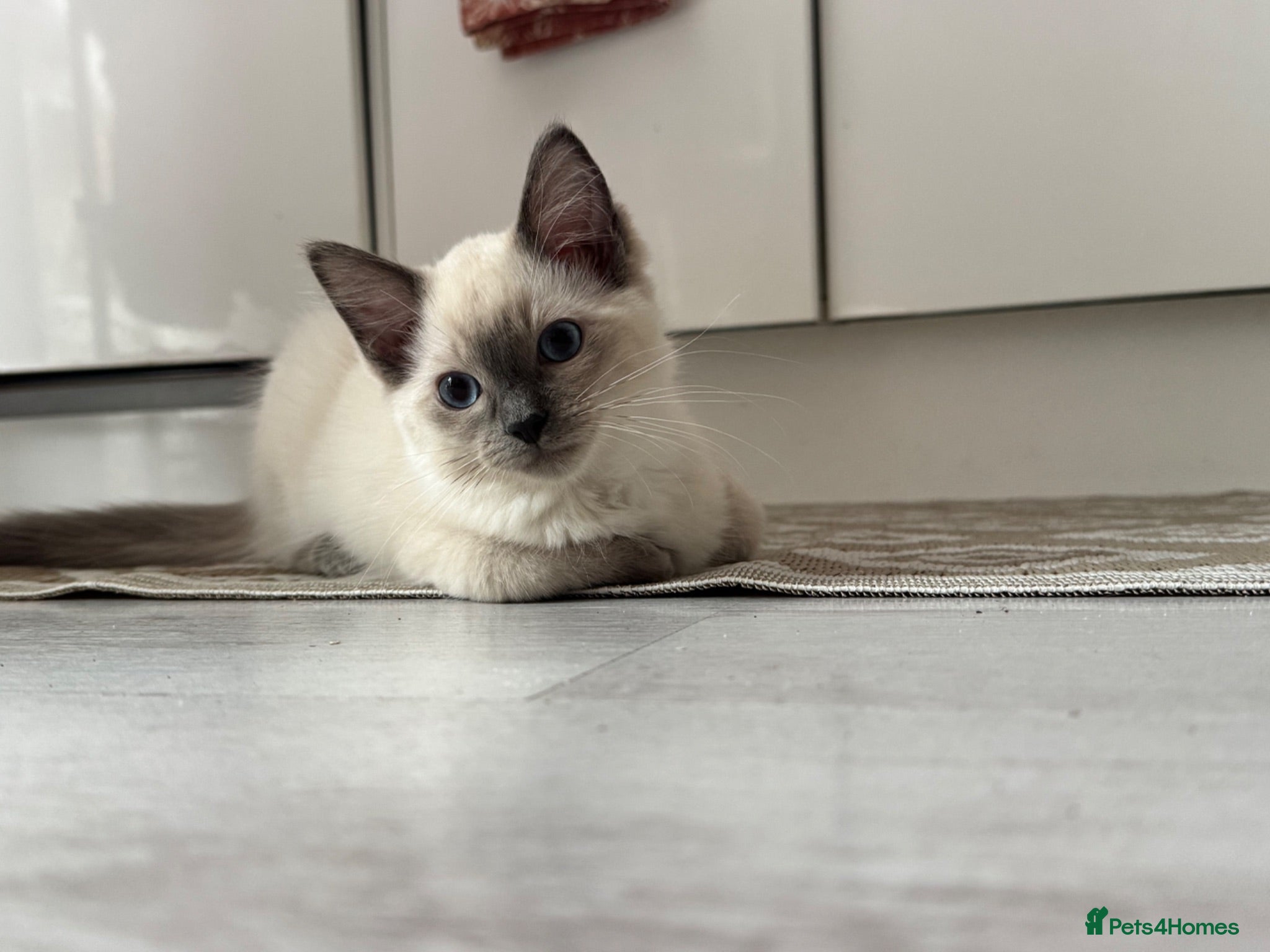 Ragdoll cats Gorgeous Fluffy Ragdoll Kitten – 3 Months Old - Advert 2