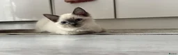 Ragdoll cats for sale: Gorgeous Fluffy Ragdoll Kitten – 3 Months Old - Advert 3