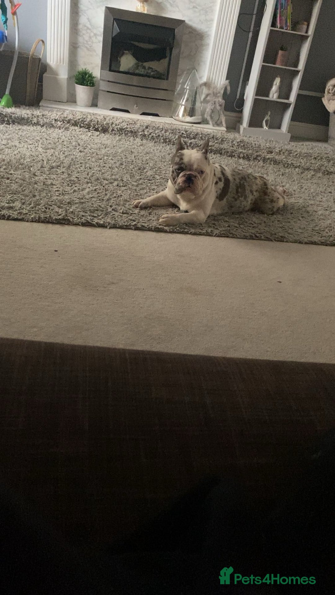 French Bulldog dogs for sale: Beautiful merle French bulldog - Advert 3