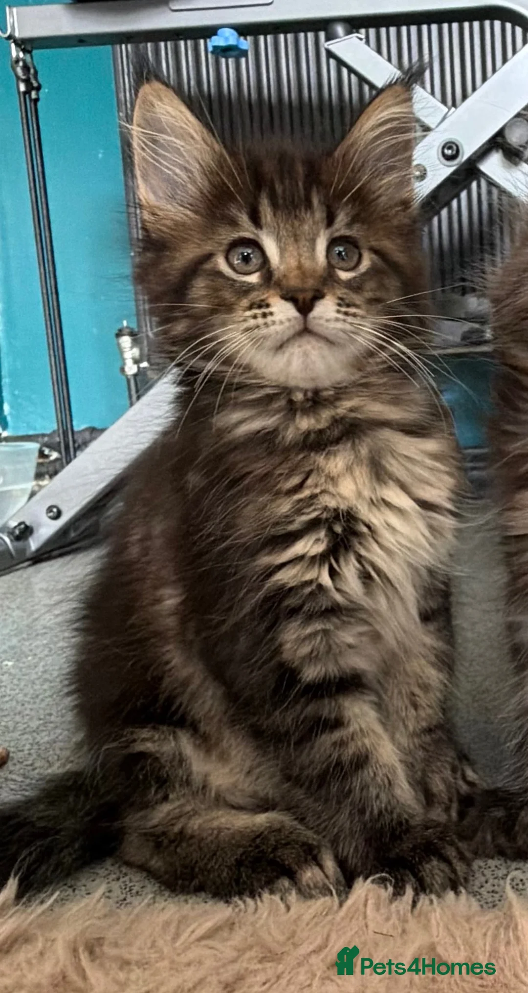 Maine Coon cats for sale: Gorgeous Maine coon  - Advert 1