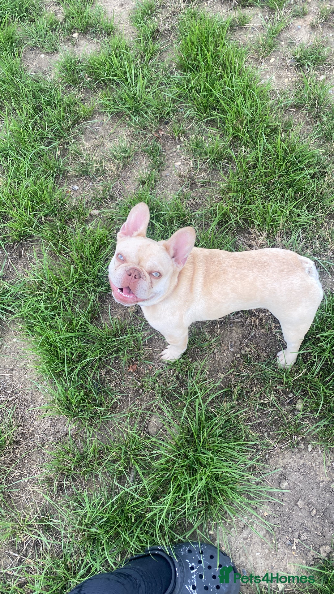 French Bulldog dogs for sale: Green eyes , blonde frenchie girl  - Image 1