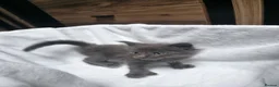 Maine Coon cats for sale: Maine Coon Polydactyl Kittens - Advert 19