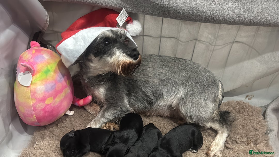 Miniature Schnauzer dogs for sale: Miniature Schnauzer pups for sale - Advert 10