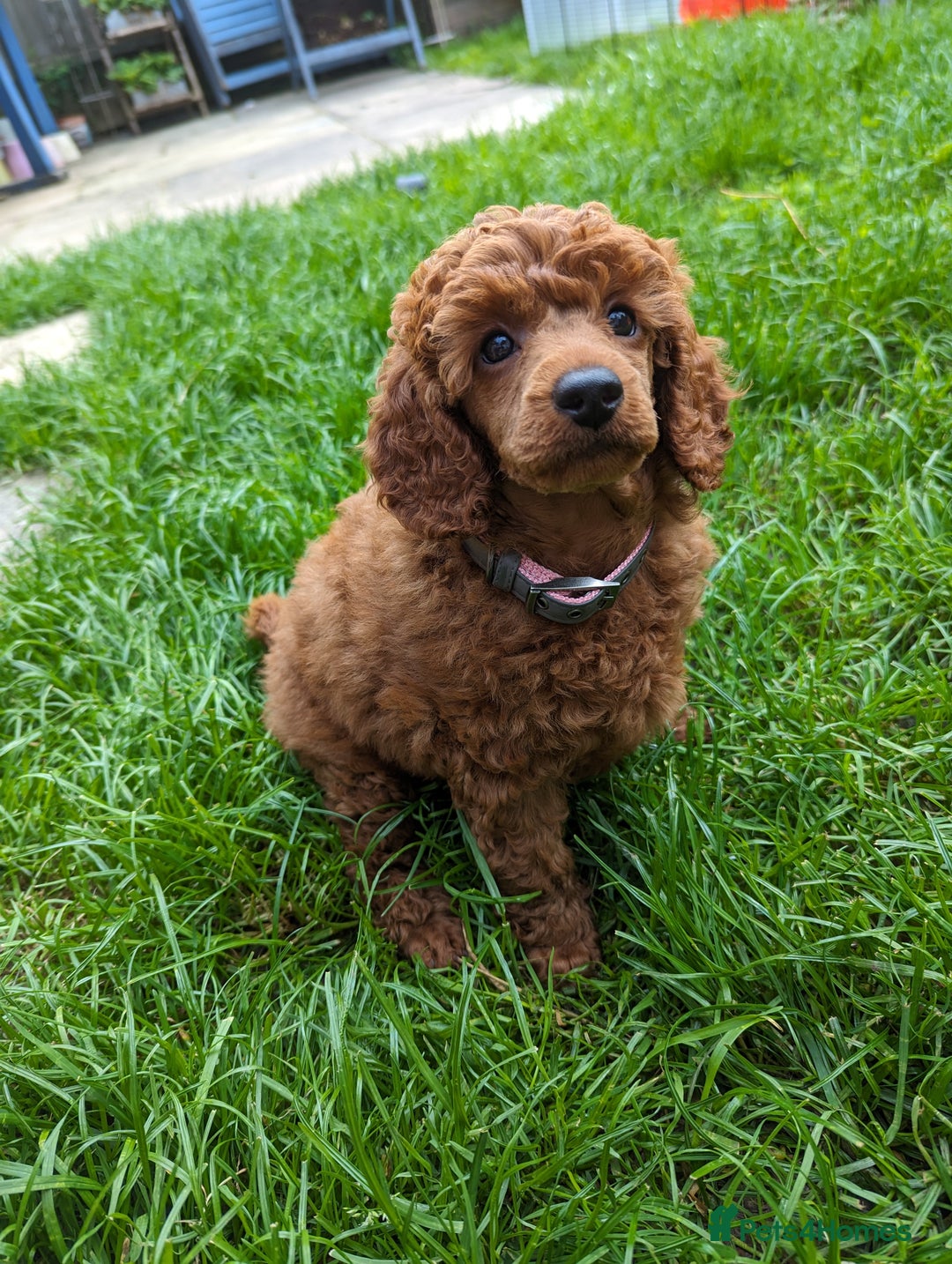 Miniature Poodle dogs for sale: Prestine pedigree poodles - Advert 10