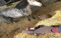 Welsh Section A horses for sale: Tame Gelding etm 11.2hh Kids Lead Rein Riding Pony - Advert 20