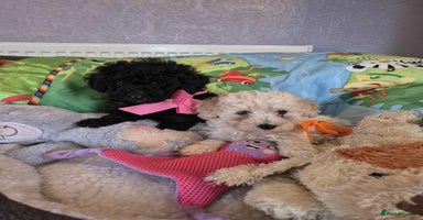 Poochon dogs - Advert 1