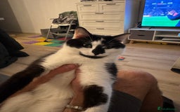 Domestic Shorthair cats for sale: 2 year old boy for sale - Image 3