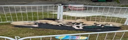 Whippet dogs for sale: Stunning Fawn Whippet Pups  in Winkleigh - Advert 3