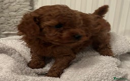 Toy Poodle dogs for sale: Stunning Fox Red Toy Poodles - Image 10