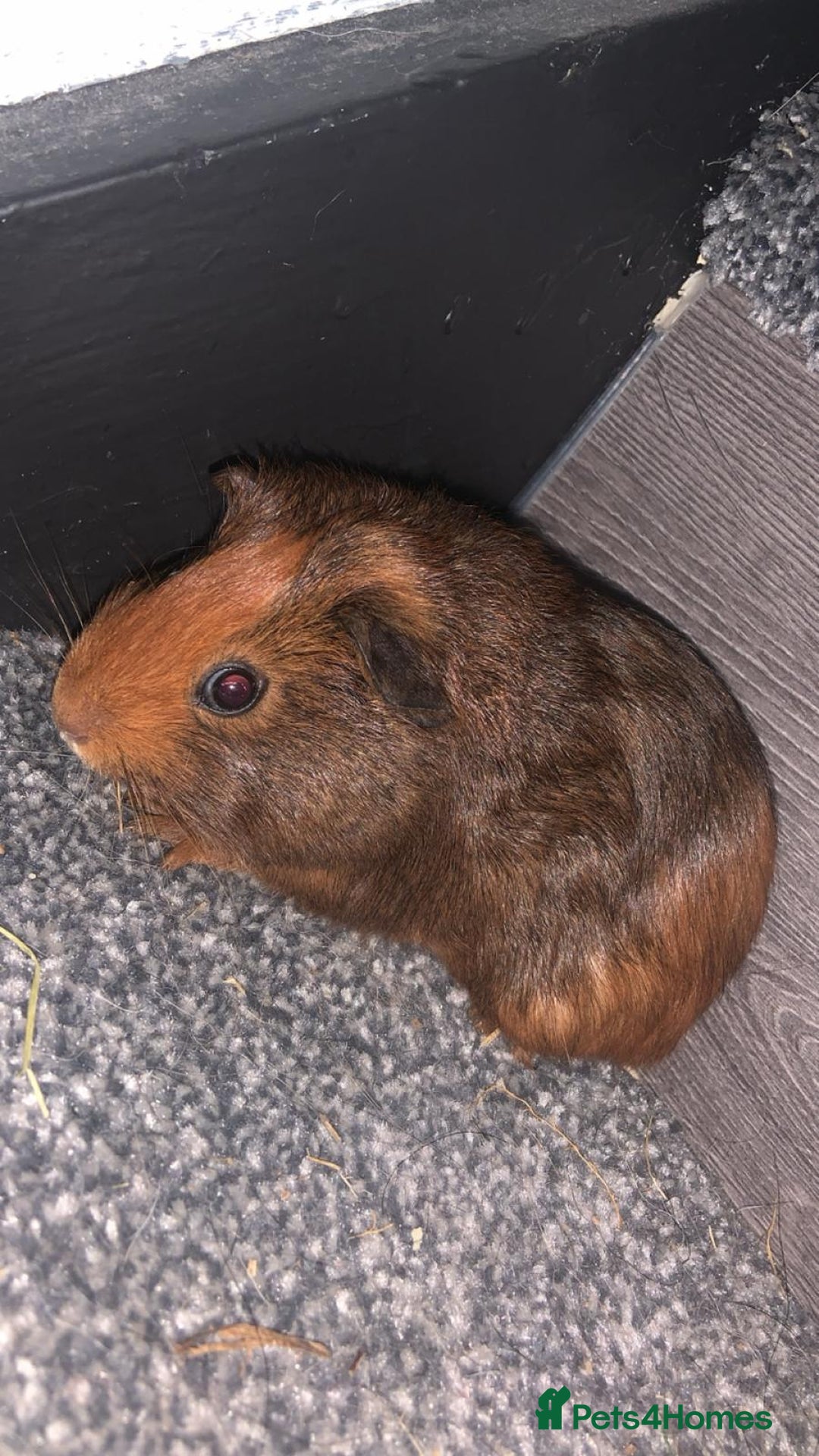 Guinea Pig rodents for sale: Beautiful guinea pigs  - Advert 1