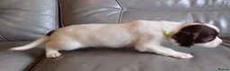English Springer Spaniel dogs for sale: 7 x English Springer Spaniel puppies for sale - Advert 4