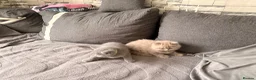 British Shorthair cats for sale: Left 1 female fluffy British shorthair kitty!!!… - Advert 10