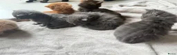Mixed Breed cats for sale: 6 kittens  - Advert 4