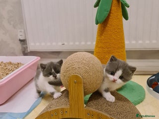 British Shorthair cats British ShortHair kittens GCCF - Advert 1
