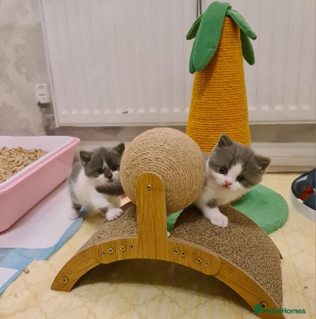 British Shorthair cats British ShortHair kittens GCCF - Advert 5