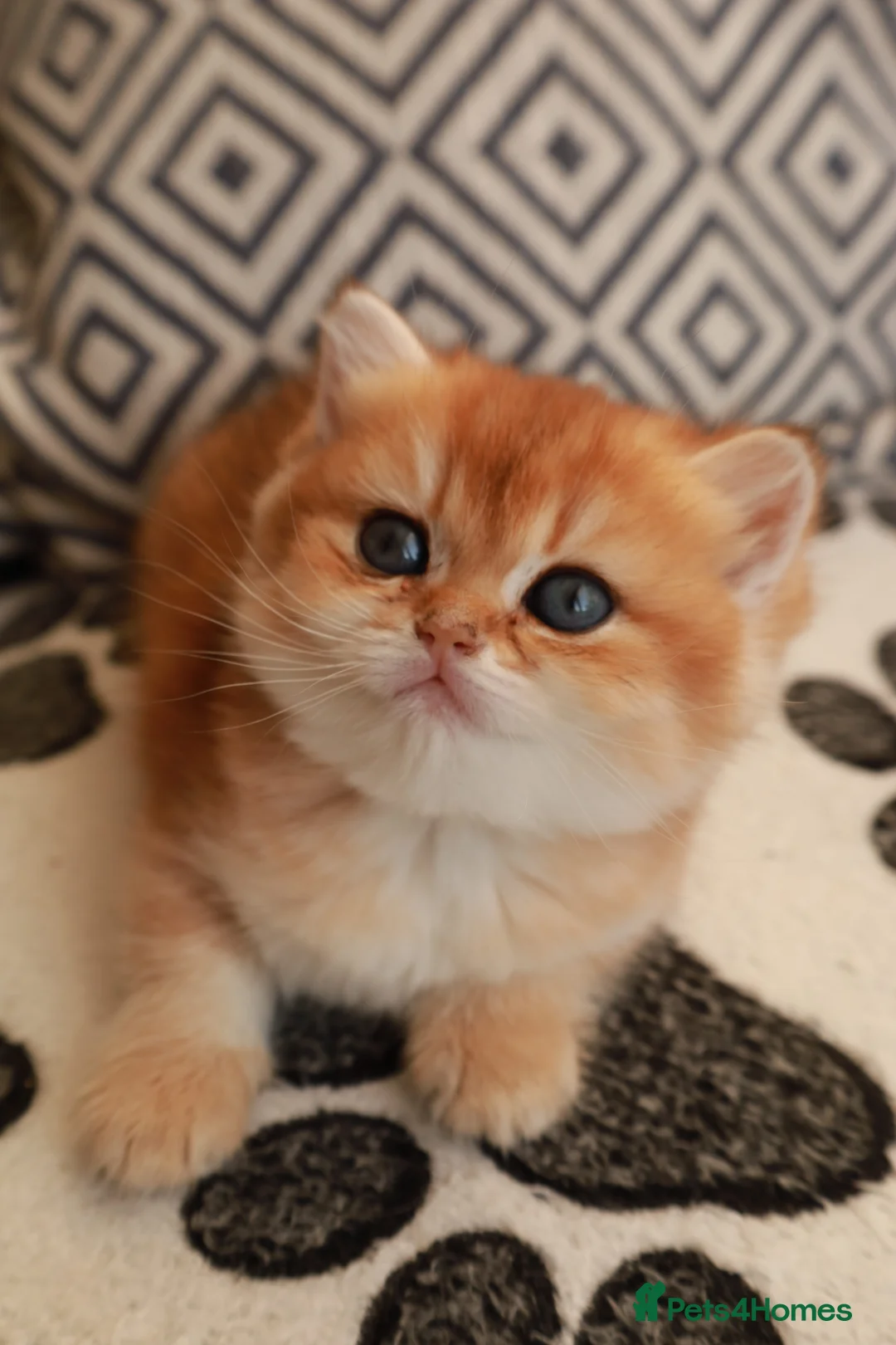 British Shorthair cats for sale: Girl Chocolate gold , TICA reg  - Advert 2