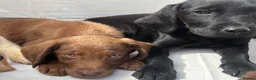 Labrador Retriever dogs for sale: Gorgeous Labrador puppies  - Advert 7