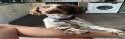 Sprocker dogs for sale: Barney sprocker spaniel in Lincoln - Advert 5