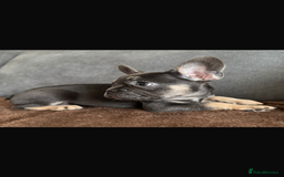 French Bulldog dogs for sale: LAST 2 REMAINING Beautiful French Bulldog Pups in Waltham Cross - Image 19