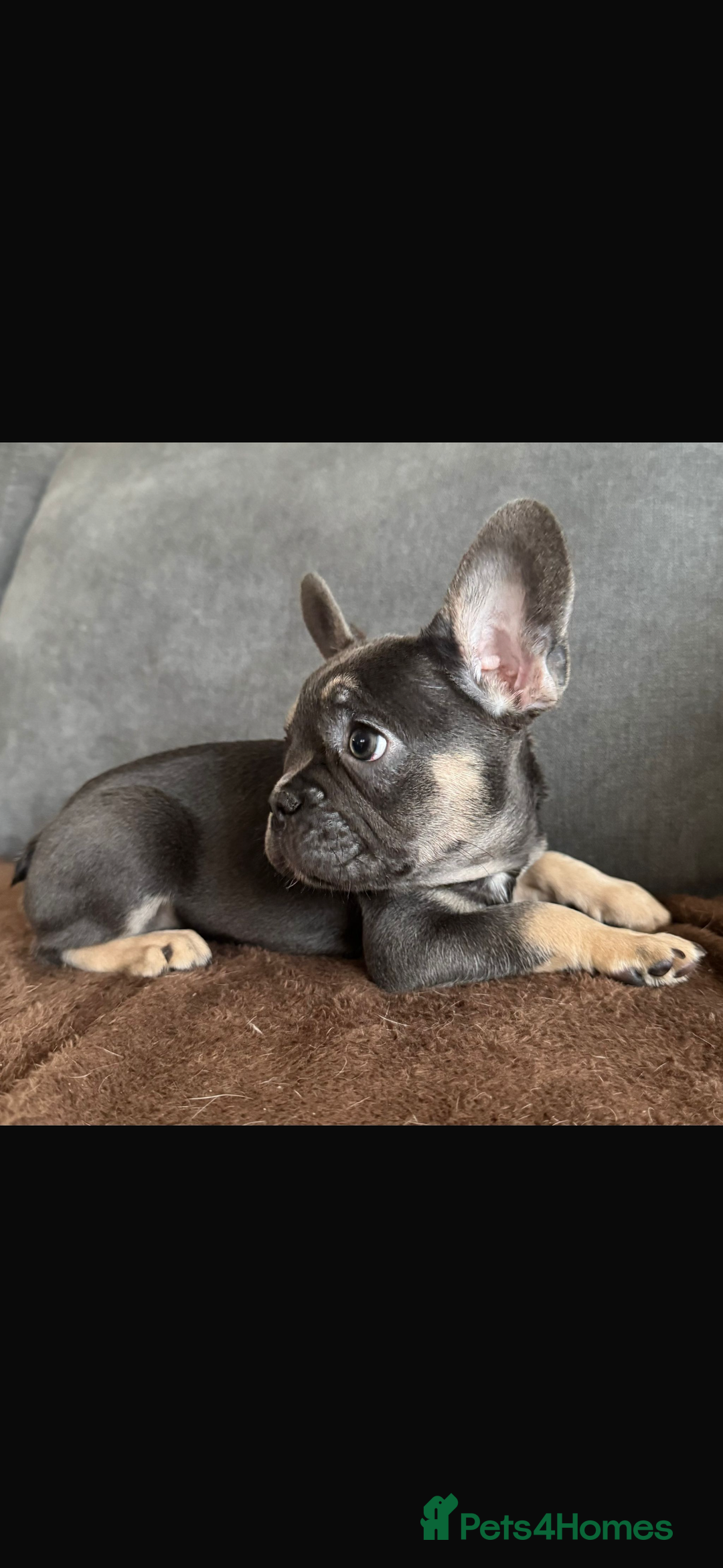 French Bulldog dogs for sale: LAST 2 REMAINING Beautiful French Bulldog Pups in Waltham Cross - Image 19
