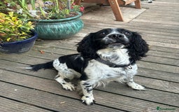 Cockapoo dogs for sale: Super cute spaniel x miniature poodle - Image 15