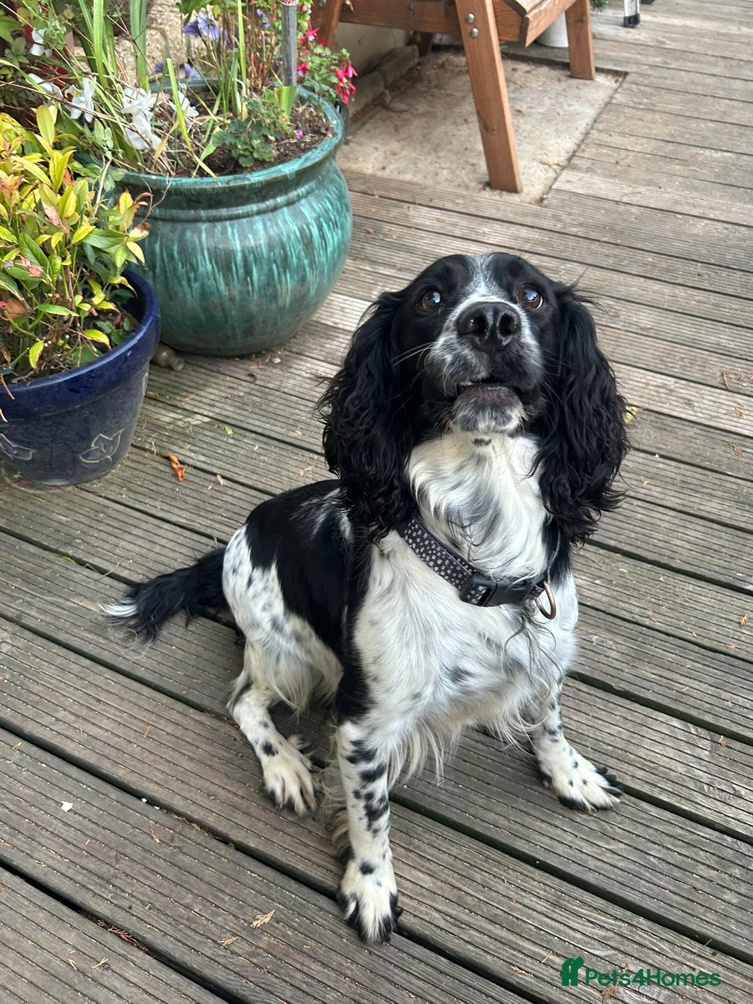Cockapoo dogs for sale: Super cute spaniel x miniature poodle - Image 15
