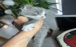 British Shorthair cats for sale: British shorthair mix kittens open to offers - Image 6