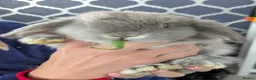 Dwarf Lop rabbits for sale: Holland lop bunnies - Advert 1