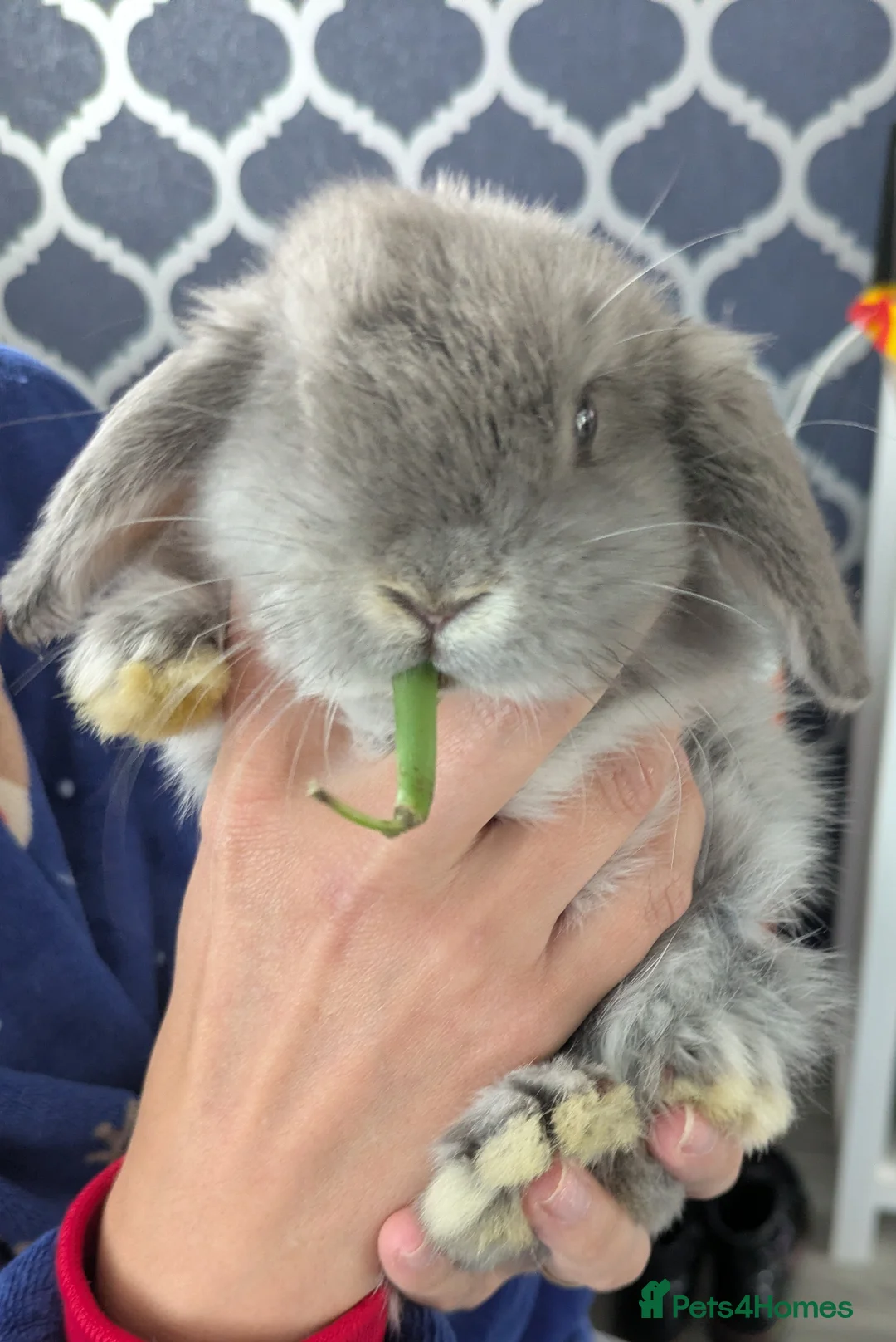 Dwarf Lop rabbits for sale: Holland lop bunnies - Advert 1