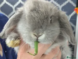 Dwarf Lop rabbits Holland lop bunnies - Advert 5