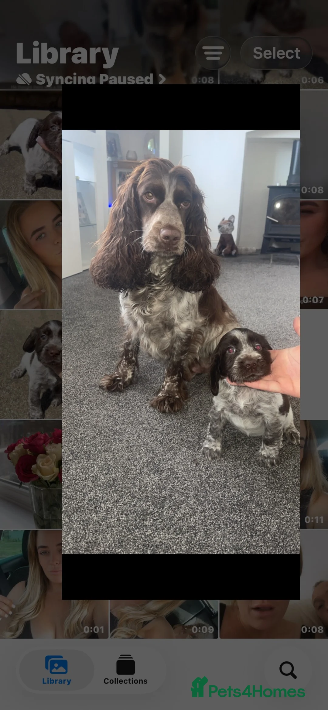Cocker Spaniel dogs for sale: Cocker spaniel puppy - Advert 8