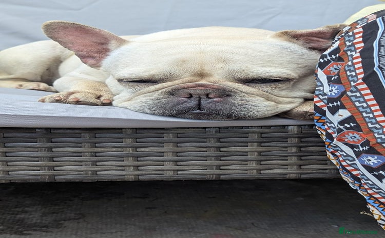 French Bulldog dogs - Advert 1