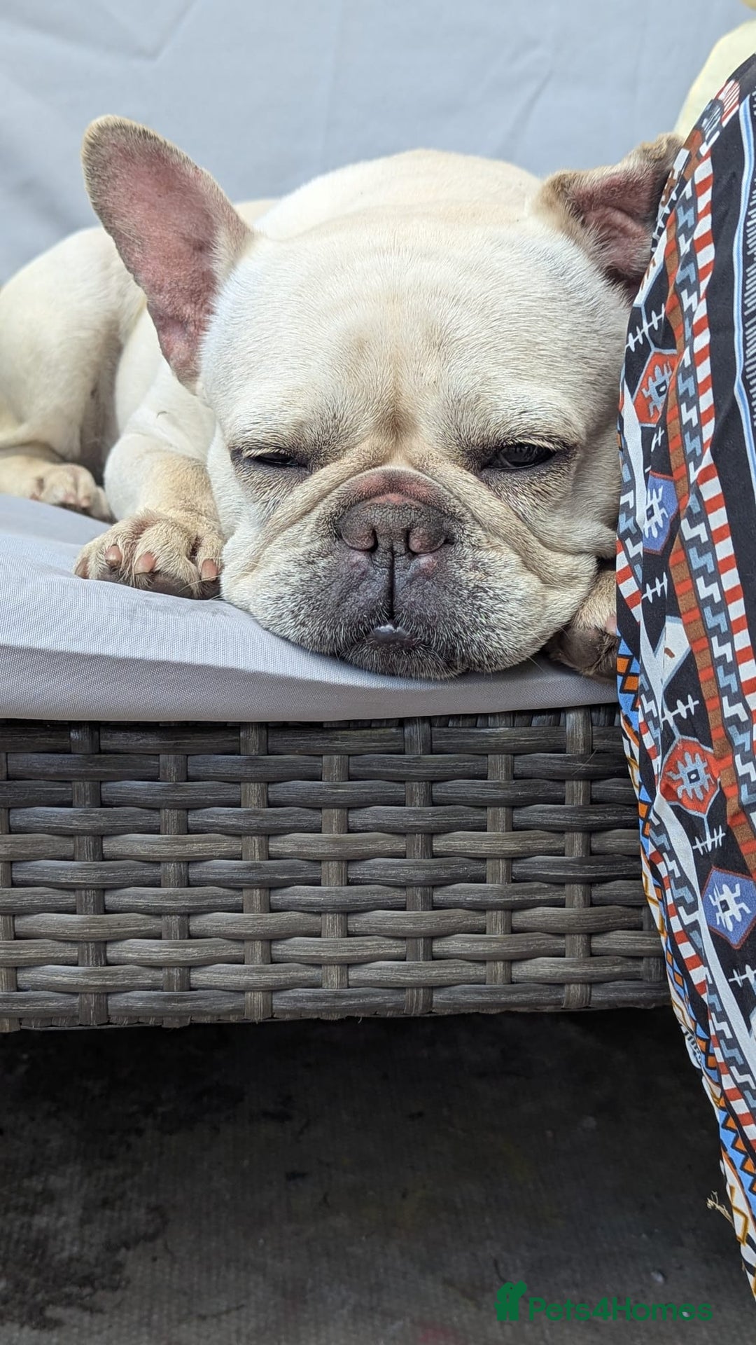 French Bulldog dogs for sale: French Bulldog Rehome - Image 1