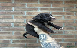 Cocker Spaniel dogs for sale: KC REGISTERED COCKER SPANIELS - Image 15