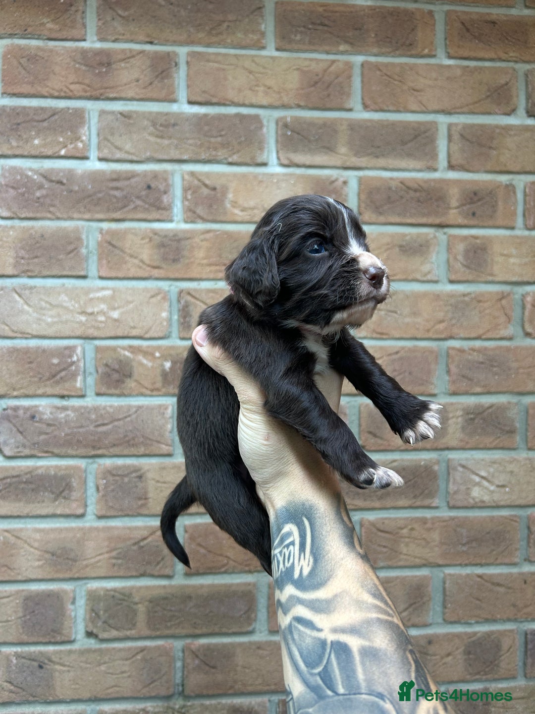 Cocker Spaniel dogs for sale: KC REGISTERED COCKER SPANIELS - Image 15