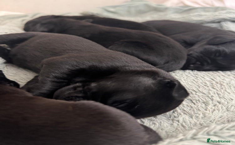 Labrador Retriever dogs - Advert 9
