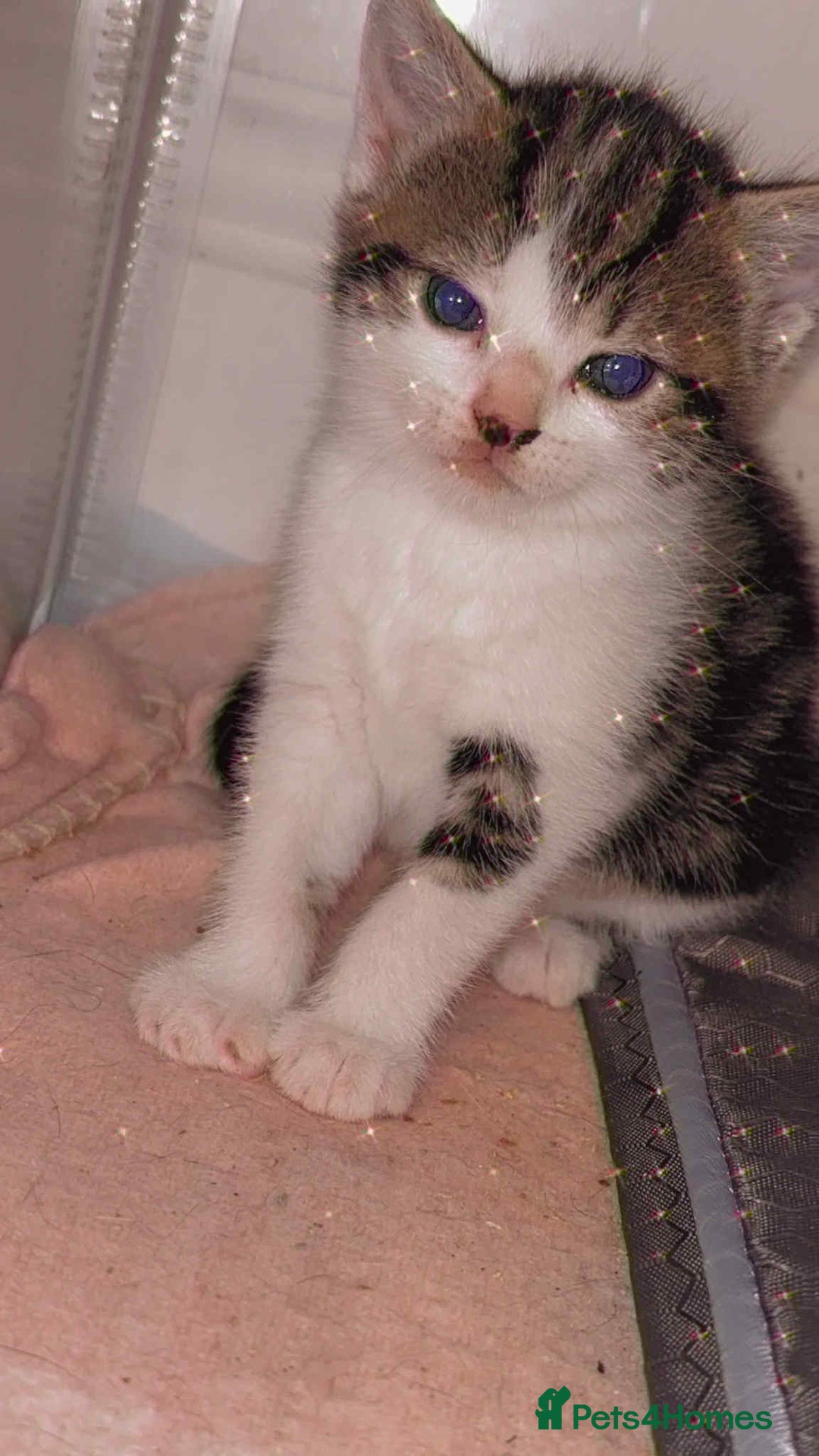 Mixed Breed cats for sale: 4 beautiful kittens for sale - Advert 8