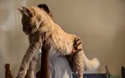 Maine Coon cats for sale: 25% OFF PURE MAINE COONS FROM CHAMPION BLOODLINE! - Image 40