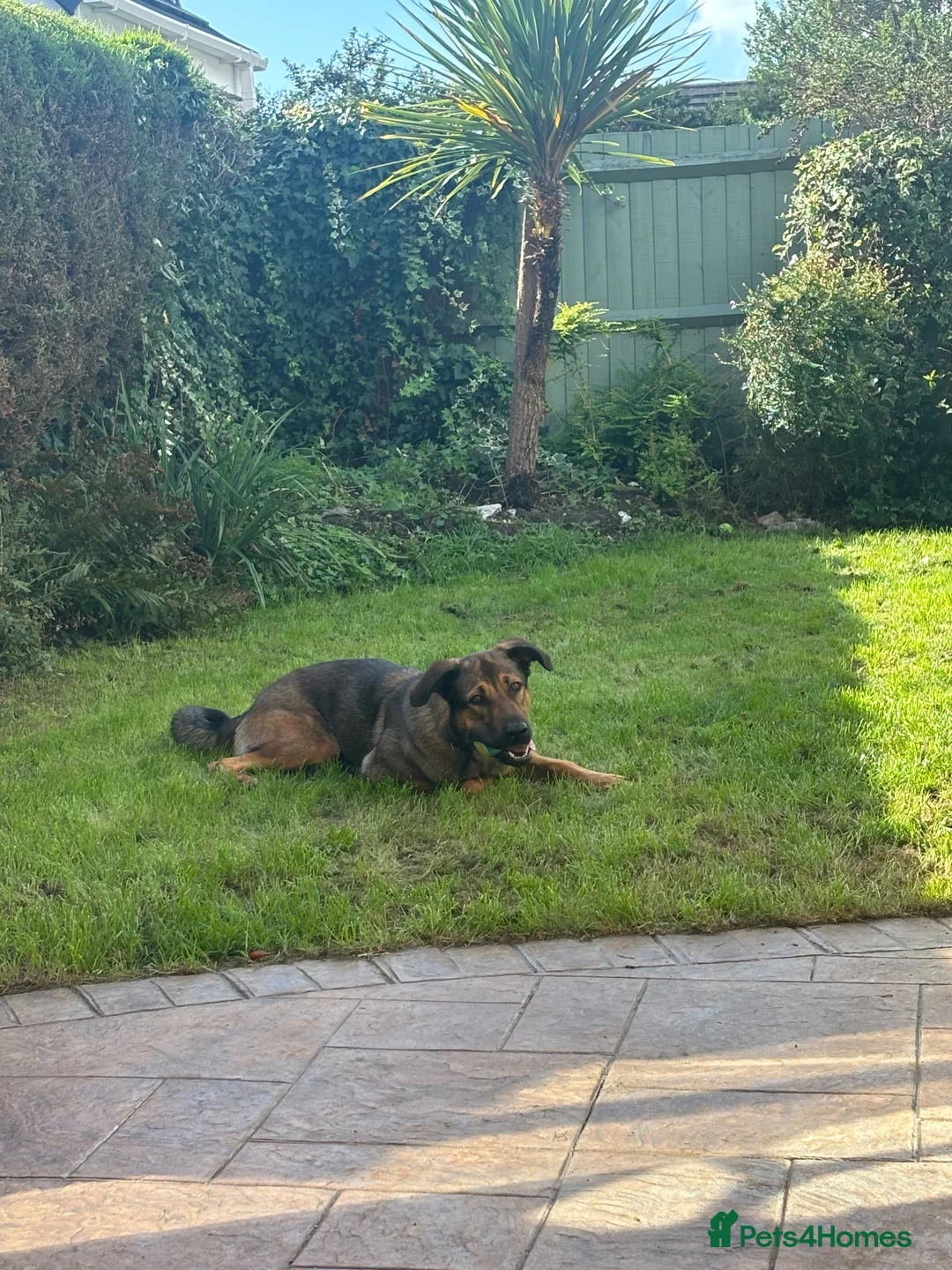 Mixed Breed dogs for sale: Belgian malinois shepherd  in Burton-on-Trent - Advert 6